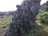 iara Scorciavacca-20110306 123